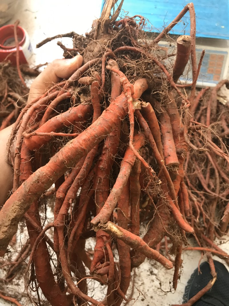 新鲜丹参成色好含量高泡茶泡酒滋补中药材
