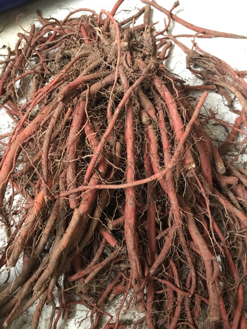 新鲜丹参成色好含量高泡茶泡酒滋补中药材