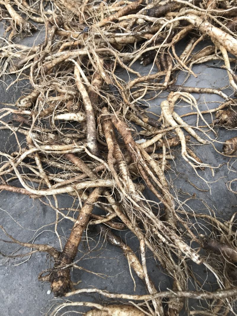 新鲜桔梗河南现挖鲜货3年生入药食用可做咸菜