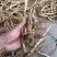 新鲜桔梗河南现挖鲜货3年生入药食用可做咸菜