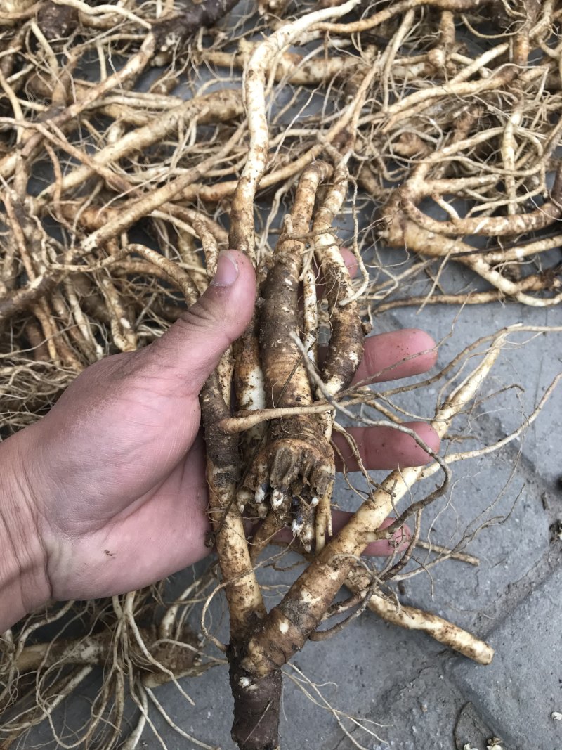 新鲜桔梗河南现挖鲜货3年生入药食用可做咸菜