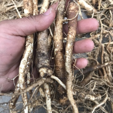 新鲜桔梗河南现挖鲜货3年生入药食用可做咸菜