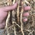 新鲜桔梗河南现挖鲜货3年生入药食用可做咸菜