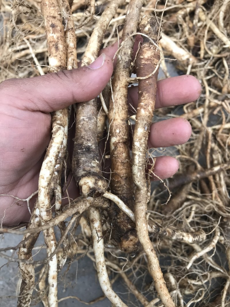 新鲜桔梗河南现挖鲜货3年生入药食用可做咸菜