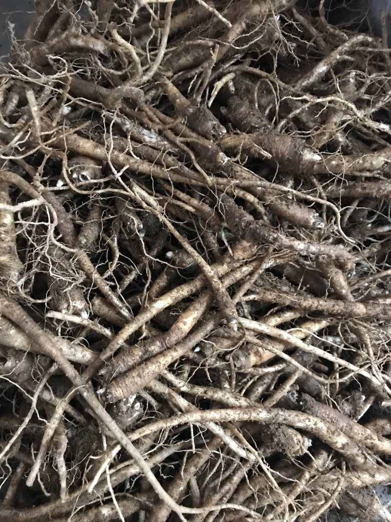 新鲜桔梗河南现挖鲜货3年生入药食用可做咸菜