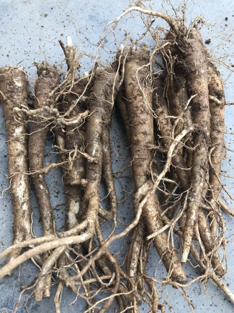 新鲜桔梗河南现挖鲜货3年生入药食用可做咸菜