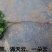 阴地蕨，一朵云