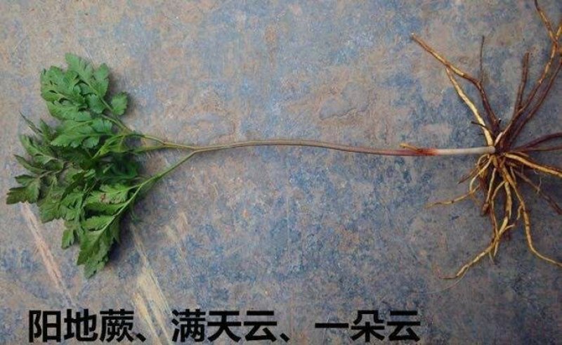 阴地蕨，一朵云