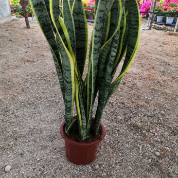 大金边虎皮兰