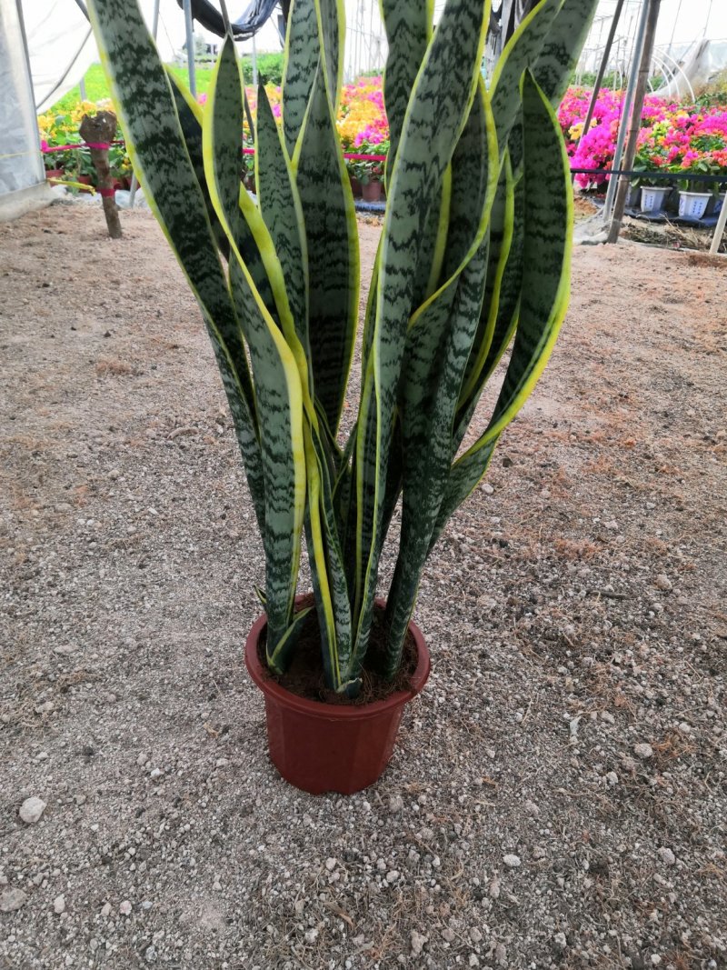 大金边虎皮兰