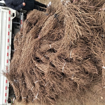 爬山虎五叶地锦规格50--120高，一手货源