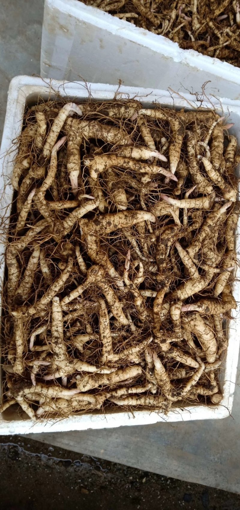 陕西商洛地产鸡头黄精种芽，纯芽头货产值高