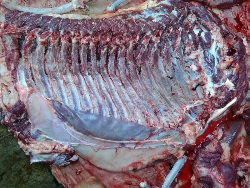 新鲜驴肉批发，供应全国露的老板联系我
