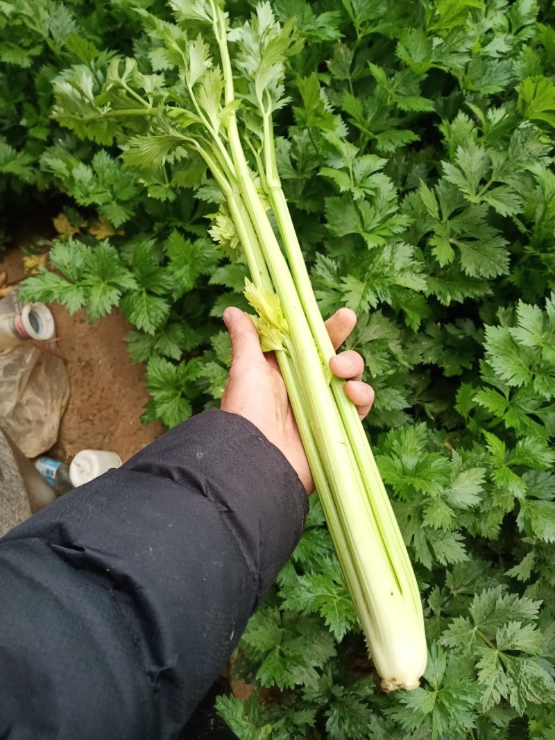 法国皇后西芹