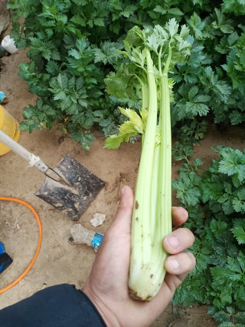 法国皇后西芹