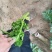 法国皇后西芹