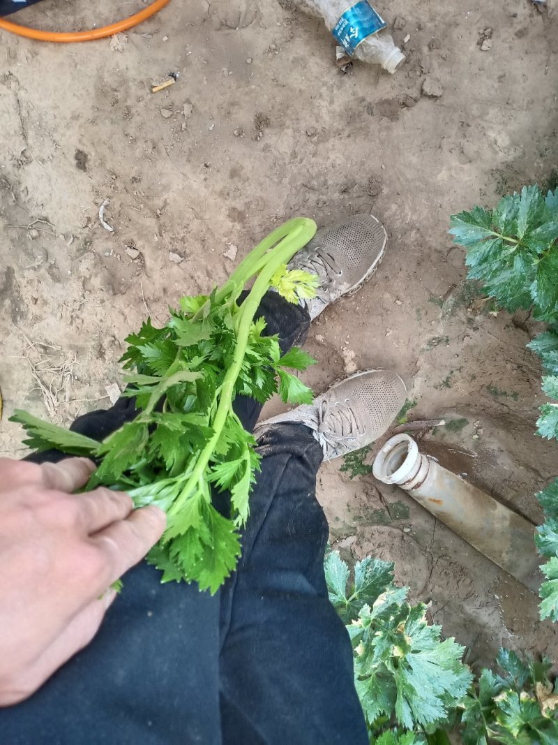 法国皇后西芹