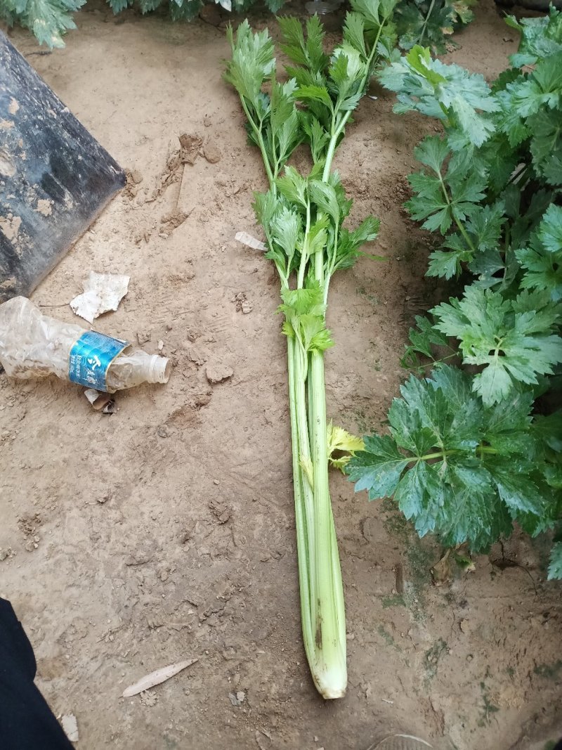 法国皇后西芹