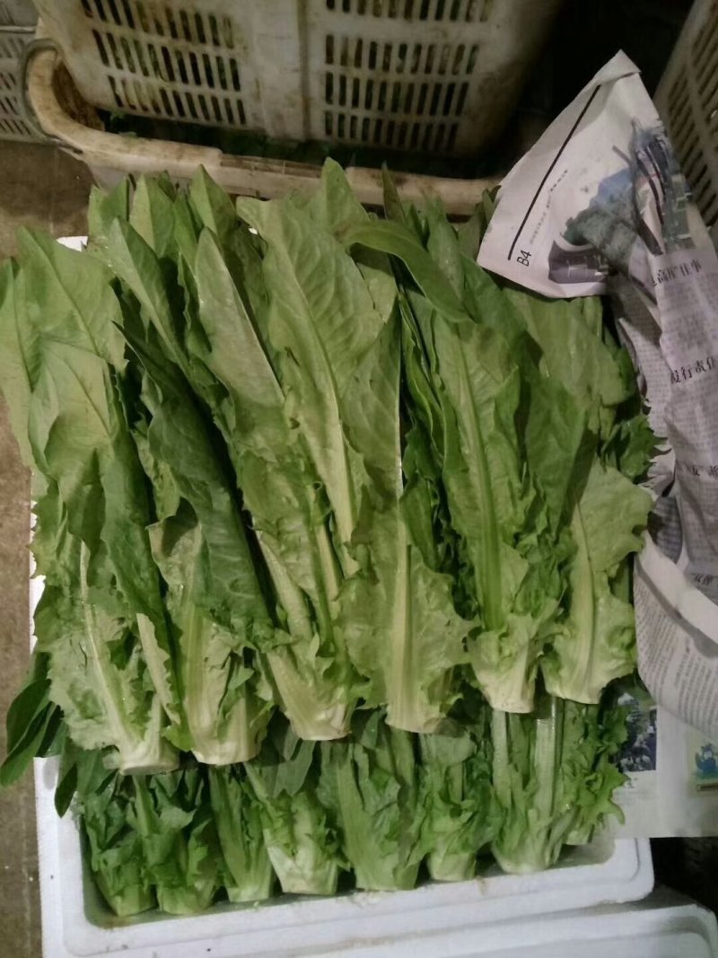 云南油麦菜常年供货全国批发。新鲜质量保证