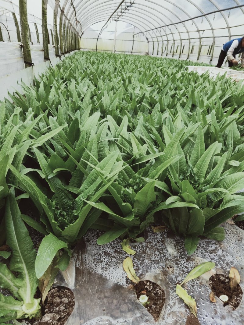 云南油麦菜常年供货全国批发。新鲜质量保证