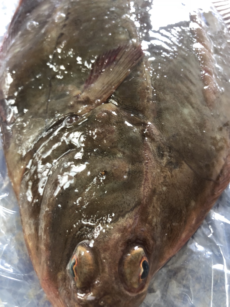 新鲜海捕鸦片鱼比目鱼船捕海鲜鸦片鱼鲽鱼菱深海鱼