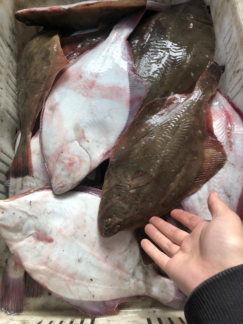 新鲜海捕鸦片鱼比目鱼船捕海鲜鸦片鱼鲽鱼菱深海鱼