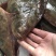 新鲜海捕鸦片鱼比目鱼船捕海鲜鸦片鱼鲽鱼菱深海鱼