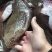 新鲜海捕鸦片鱼比目鱼船捕海鲜鸦片鱼鲽鱼菱深海鱼