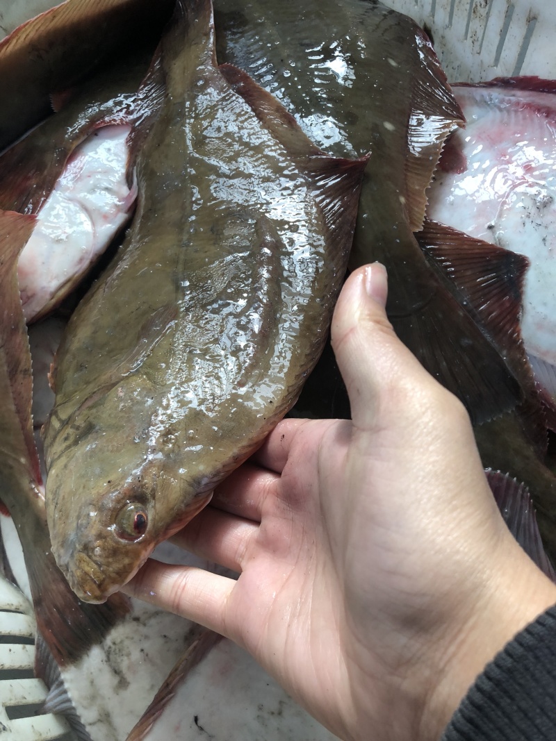 新鲜海捕鸦片鱼比目鱼船捕海鲜鸦片鱼鲽鱼菱深海鱼