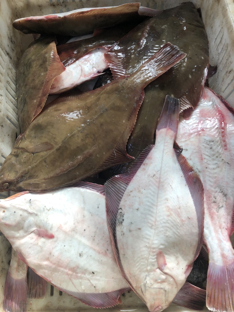 新鲜海捕鸦片鱼比目鱼船捕海鲜鸦片鱼鲽鱼菱深海鱼