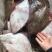 新鲜海捕鸦片鱼比目鱼船捕海鲜鸦片鱼鲽鱼菱深海鱼