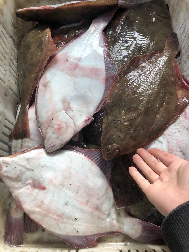 新鲜海捕鸦片鱼比目鱼船捕海鲜鸦片鱼鲽鱼菱深海鱼