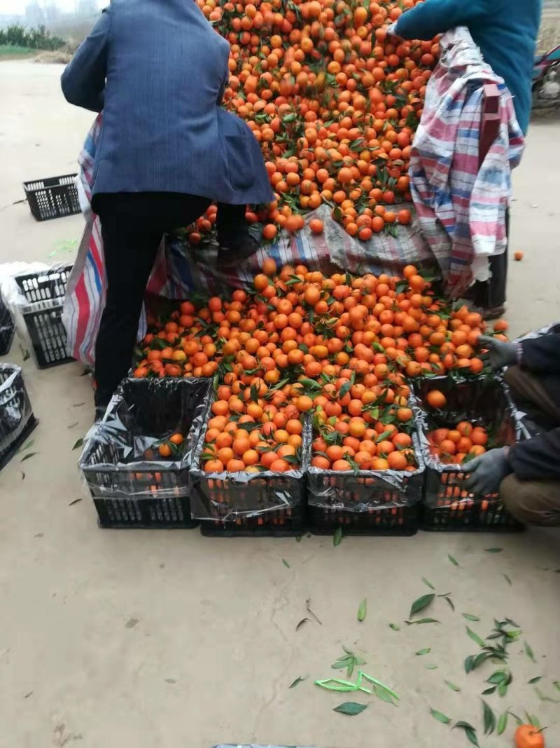 冰糖桔精品带叶货量充足口感蜜甜