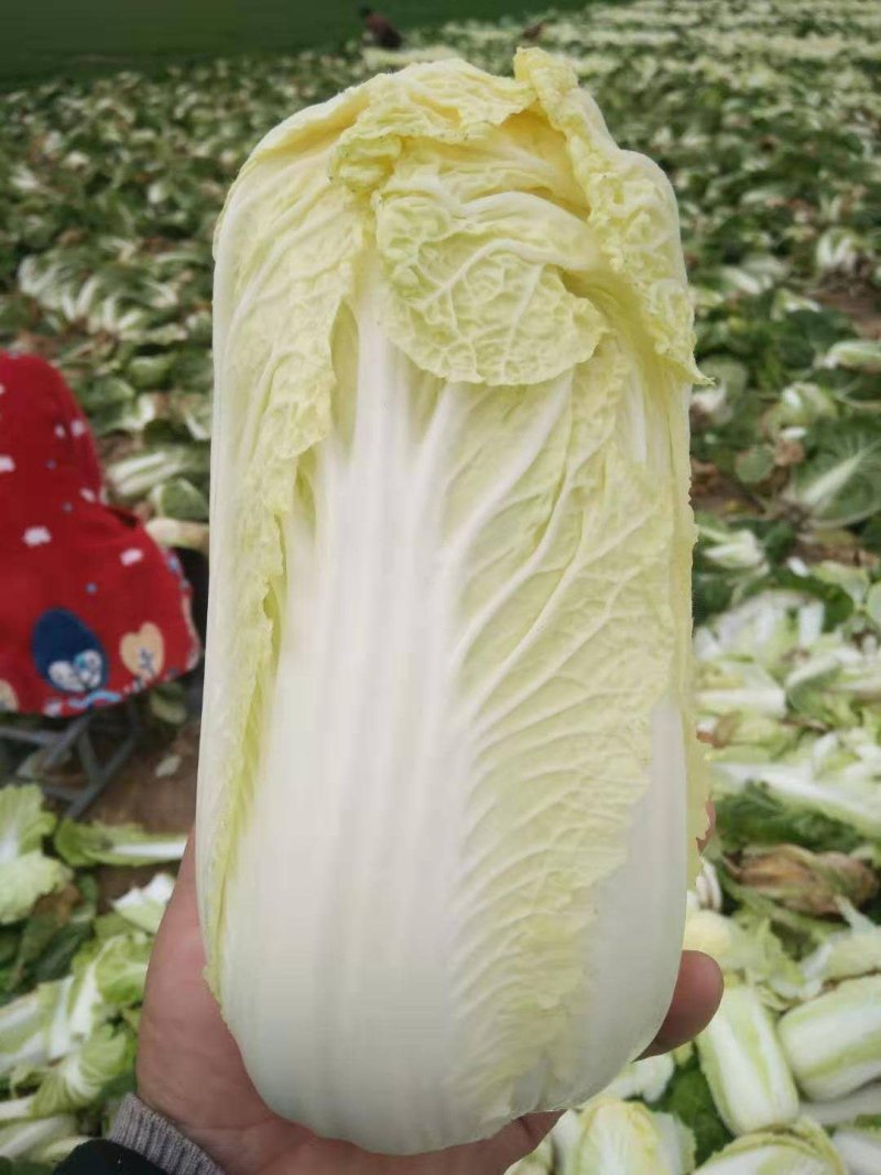 娃娃菜黄心优质娃娃菜，大娃小娃，精品包装，一条龙服务