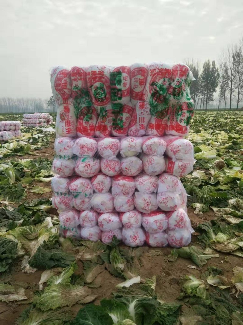 娃娃菜黄心优质娃娃菜，大娃小娃，精品包装，一条龙服务