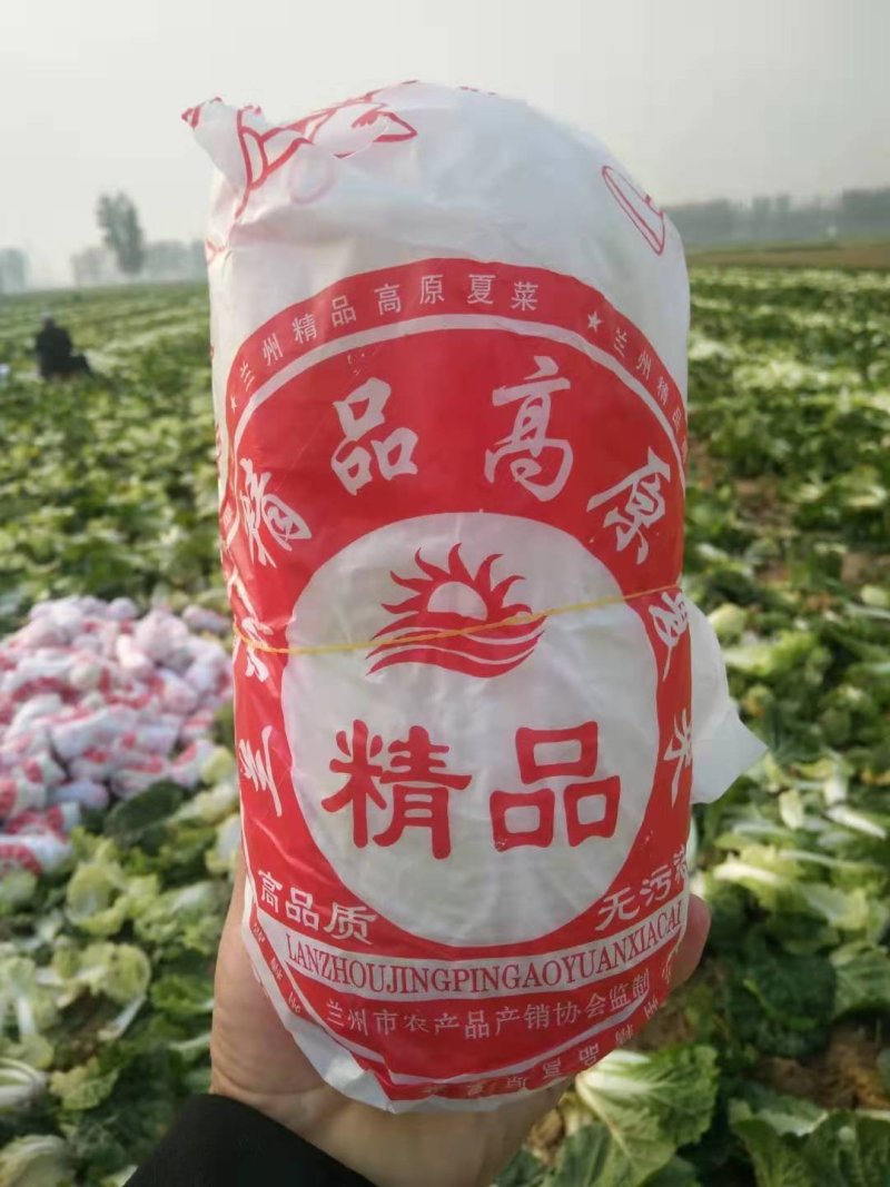 娃娃菜黄心优质娃娃菜，大娃小娃，精品包装，一条龙服务