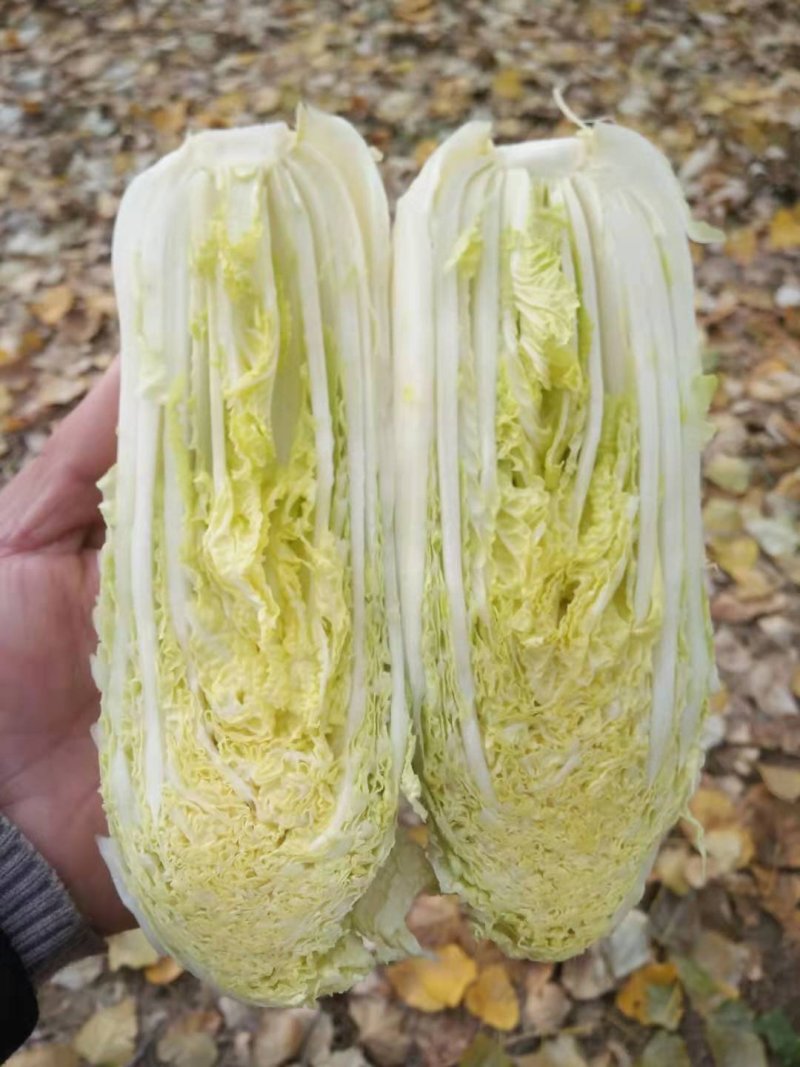 娃娃菜黄心优质娃娃菜，大娃小娃，精品包装，一条龙服务