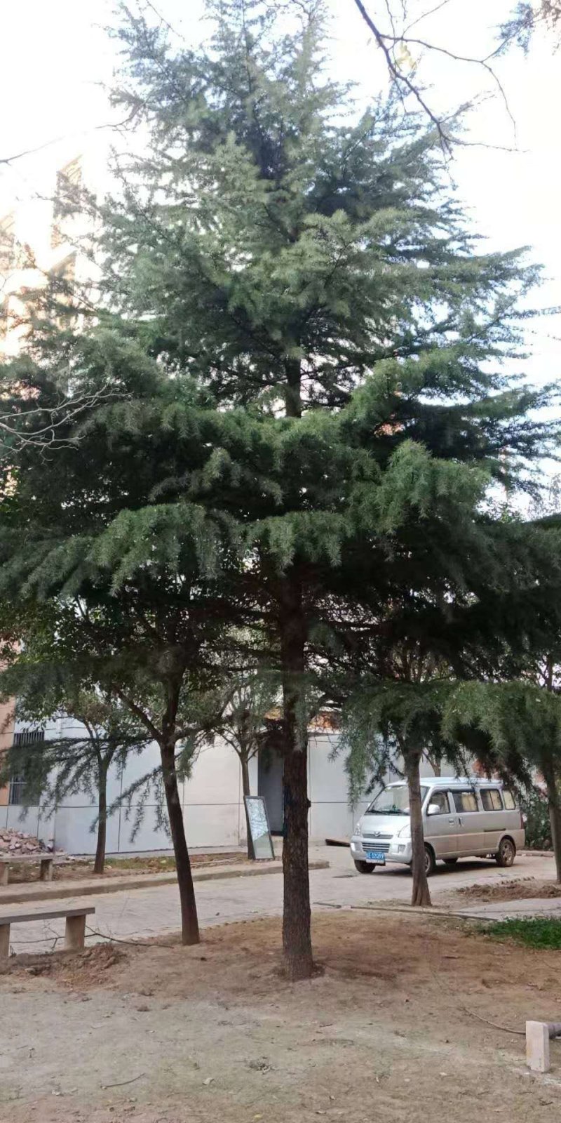 雪松