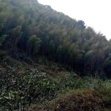 毛竹林转让