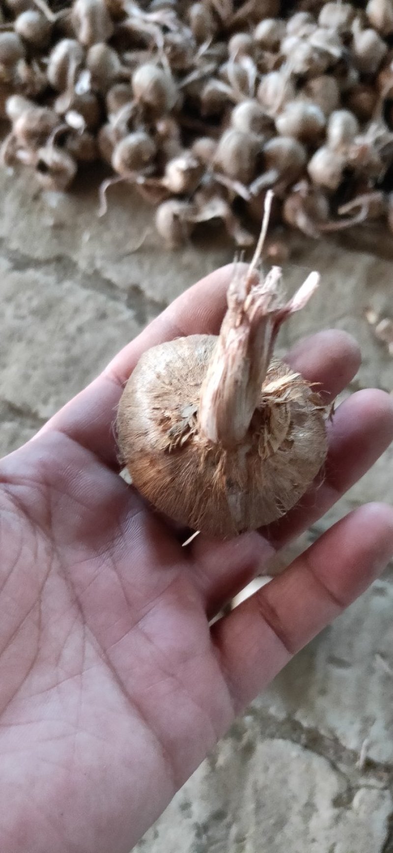 藏红花，种球