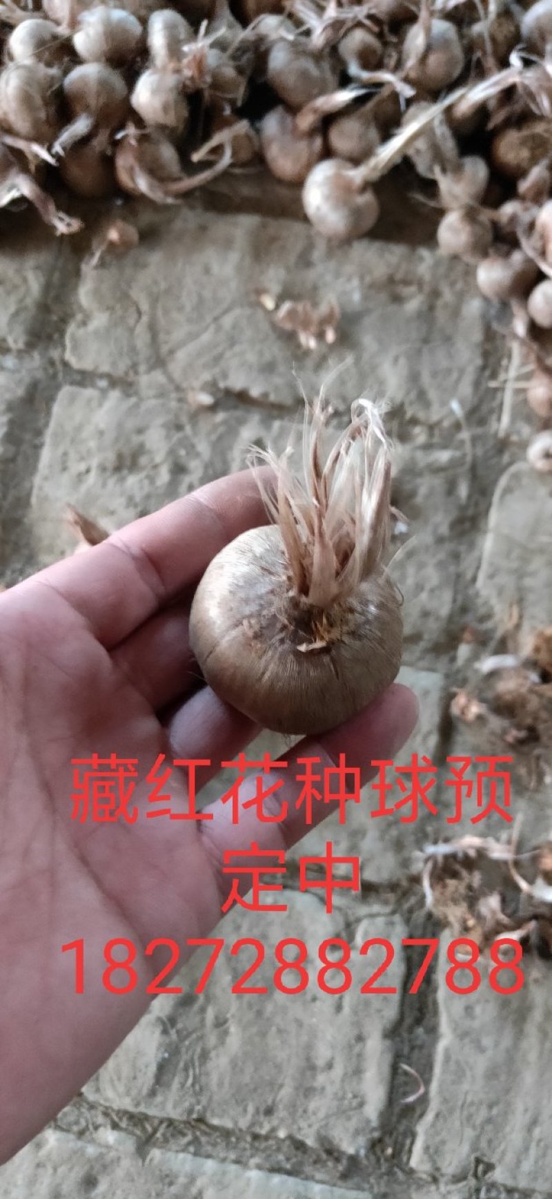 藏红花，种球