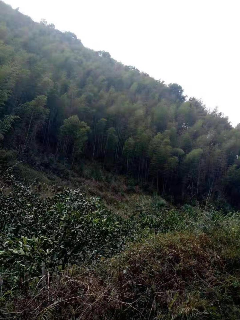 毛竹林转让