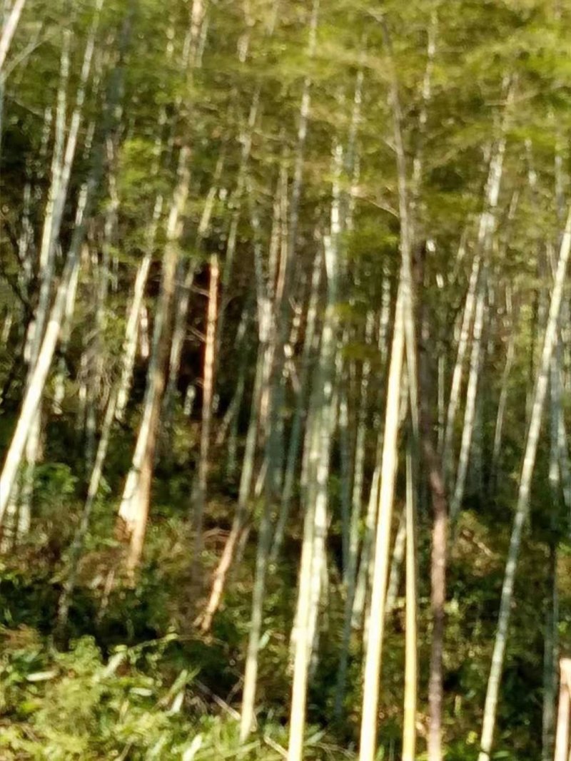 毛竹林转让