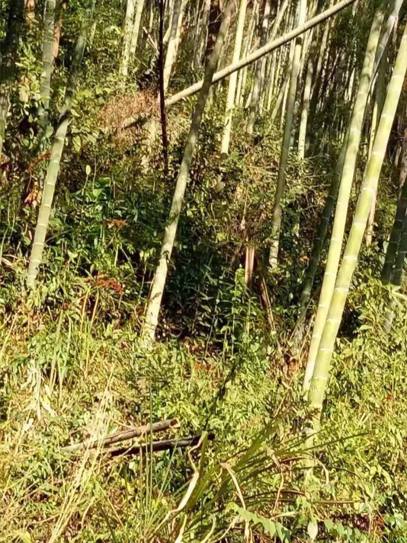 毛竹林转让