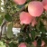 苹果苗🍎矮化苹果苗长枝富士苹果苗