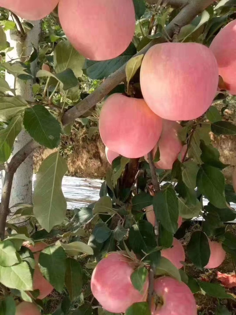苹果苗🍎矮化苹果苗长枝富士苹果苗