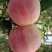 苹果苗🍎矮化苹果苗长枝富士苹果苗