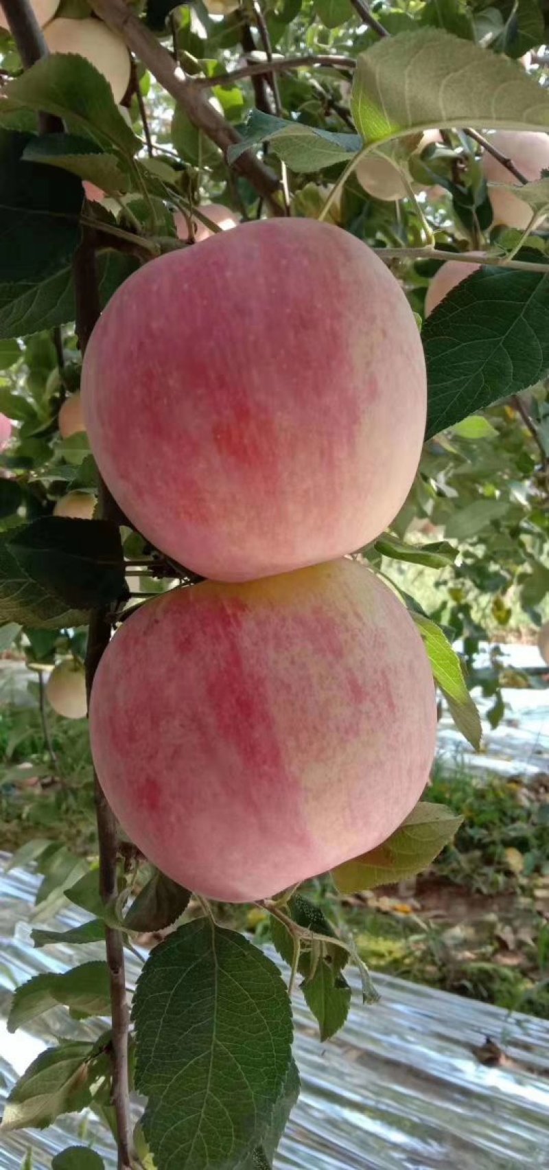 苹果苗🍎矮化苹果苗长枝富士苹果苗