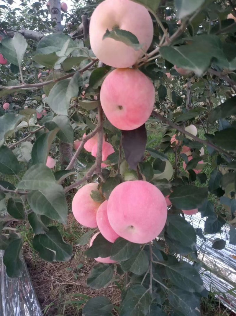 苹果苗🍎矮化苹果苗长枝富士苹果苗