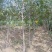 苹果苗🍎矮化苹果苗长枝富士苹果苗